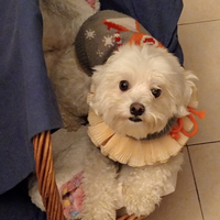 Cagnolina maltese giovane femmina