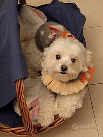 Cagnolina maltese giovane femmina