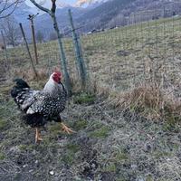 Gallo Wyandotte argento orlo nero