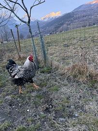 Gallo Wyandotte argento orlo nero