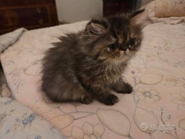 Gattina persiano