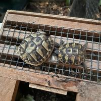 Tartaruga coppia Ermanni