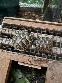 Tartaruga coppia Ermanni