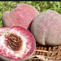 6 semi pesco rosso della vigna 