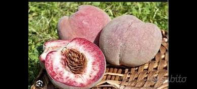 6 semi pesco rosso della vigna 