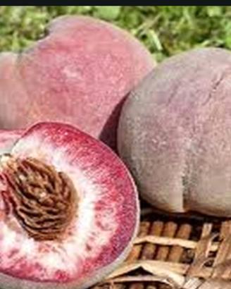 6 semi pesco rosso della vigna 