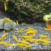 Caridine gialle davidi yellow neon fire