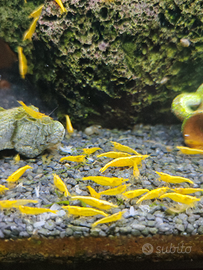 Caridine gialle davidi yellow neon fire