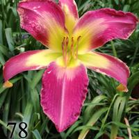 1 rizoma di hemerocallis, fiore simile ai gigli