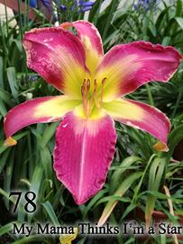 1 rizoma di hemerocallis, fiore simile ai gigli