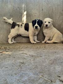 Pastore dell Asia centrale