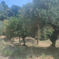Terreno agricolo Località San Marco Acquavella