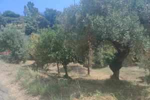 Terreno agricolo Località San Marco Acquavella