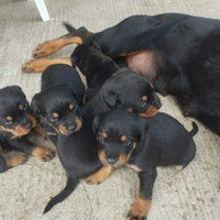 Cuccioli rottweiler