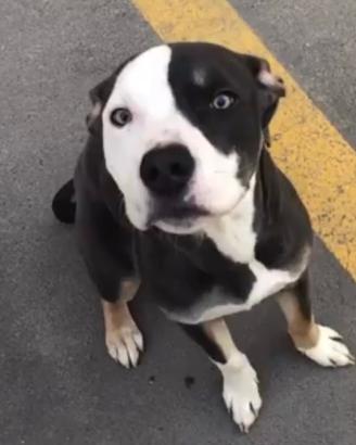 Amstaff