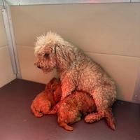 Cucciole barboncino Toy