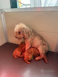 Cucciole barboncino Toy