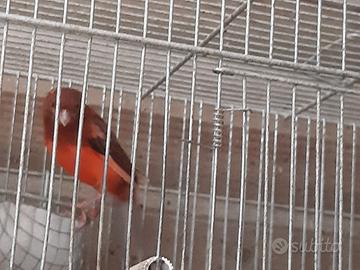 Canarini rosso Agata