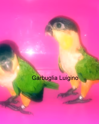 Pappagallo - Caicco Testa Nera