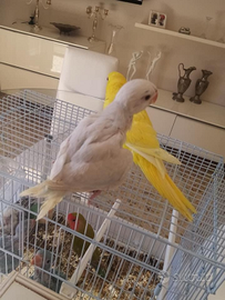 Pappagalli parrocchetti dal collare diverse mutazi