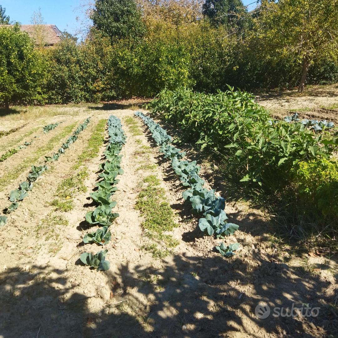 Terreno con caratteristico rustico - Vista 4