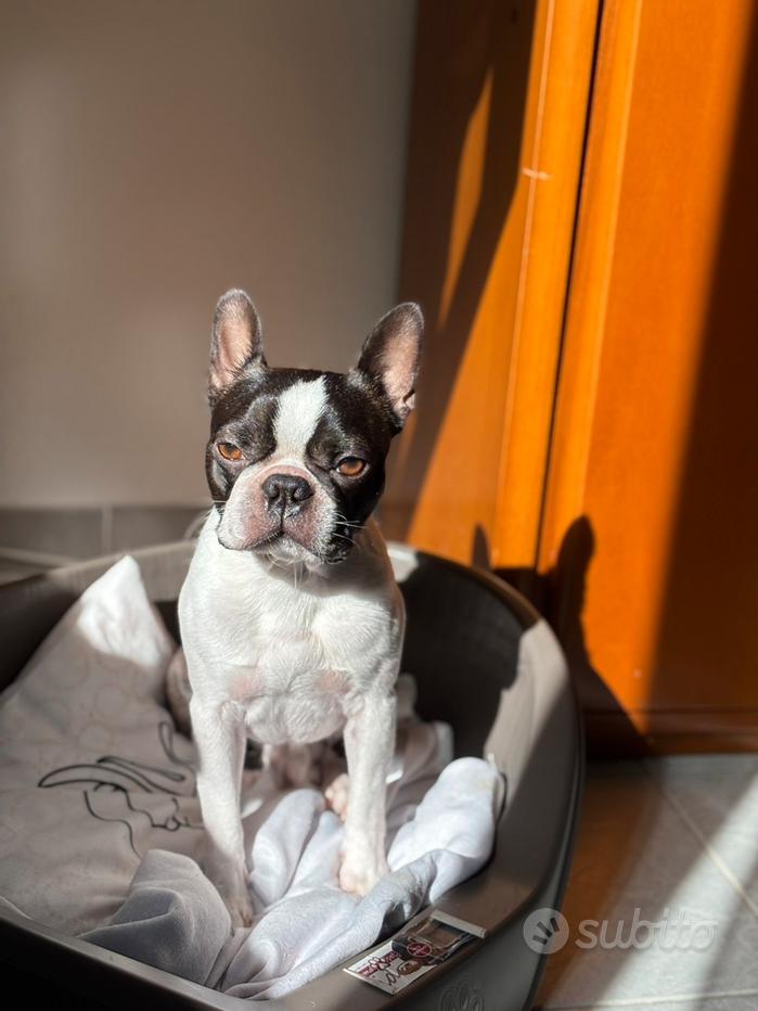 Mascherina Viso Lavabile In Cotone Con Stamapa Di Boston Terrier - Unisex Regolabile