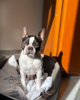 Boston Terrier