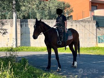 Cavallo trottatore italiano mansueto