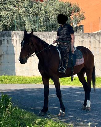 Cavallo trottatore italiano mansueto