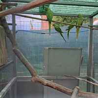 Parrocchetti dal collare