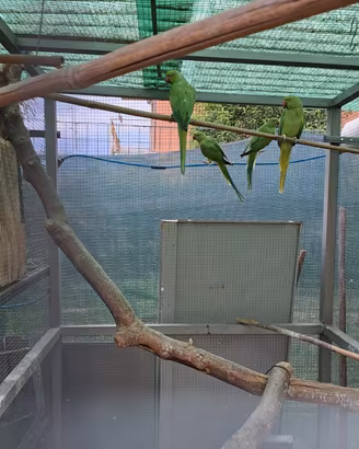 Parrocchetti dal collare