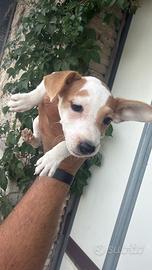 Cucciolo di janhk russell