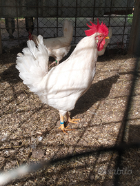 Gallo livornese