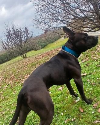 Ciao, mi chiamo Blue