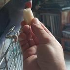 Parrocchetto dal collare viola