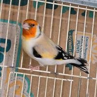 Cardellino Mayor Eumo