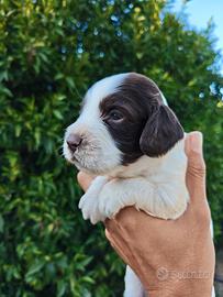 Cuccioli Springer spaniel