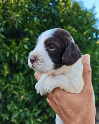 Cuccioli springer spaniel