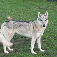 Cane lupo cecoslovacco