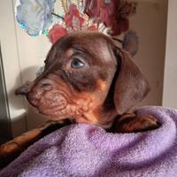 Cuccioli di bassotto nano cioccolato e arlecchino