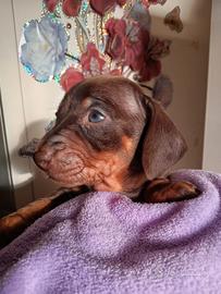 Cuccioli di bassotto nano cioccolato e arlecchino