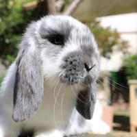 Coniglio Ariete Nano