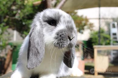 Coniglio Ariete Nano