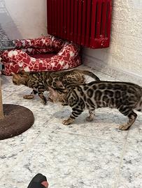 Cuccioli gatti del Bengala