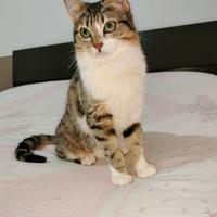 Benji gattino 6 mesi