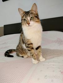 Benji gattino 6 mesi