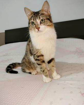 Benji gattino 6 mesi