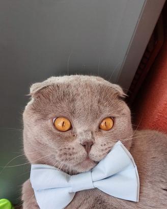 Acopiemento animali