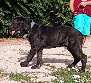 Mastino napoletano