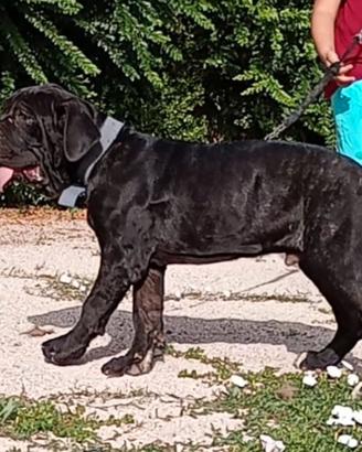 Mastino napoletano